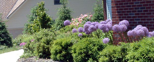 Pink flowers growing with bushes