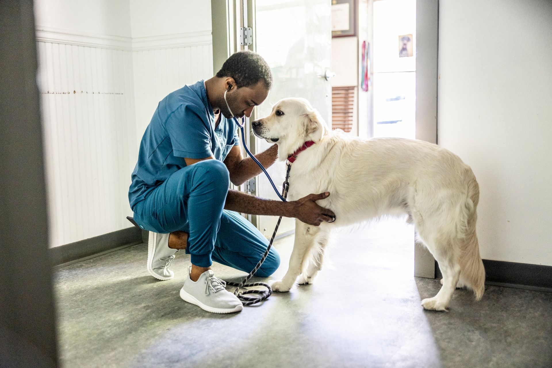 Veterinarian in scrubs examining dog in veterinarian’s exam room.