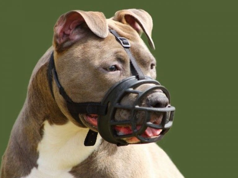 PROBLEMI COMPORTAMENTALI