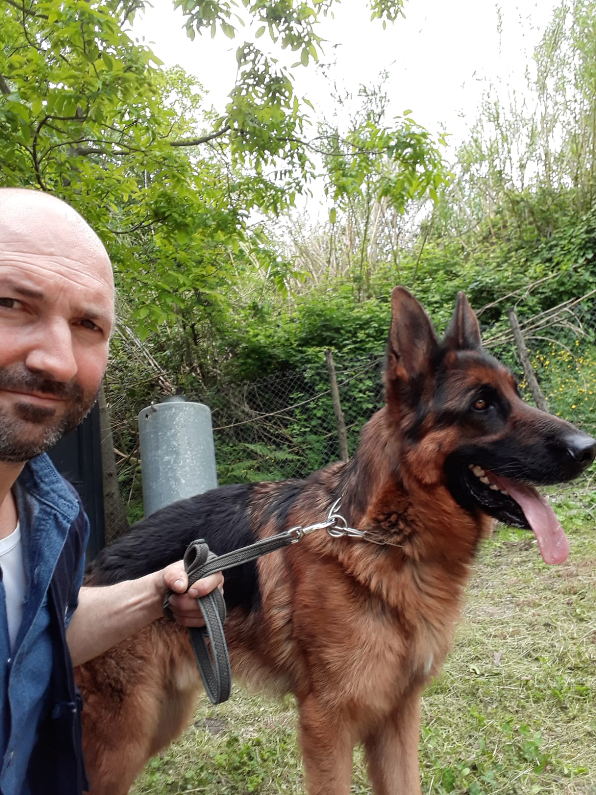 gestione problemi comportamentali cani