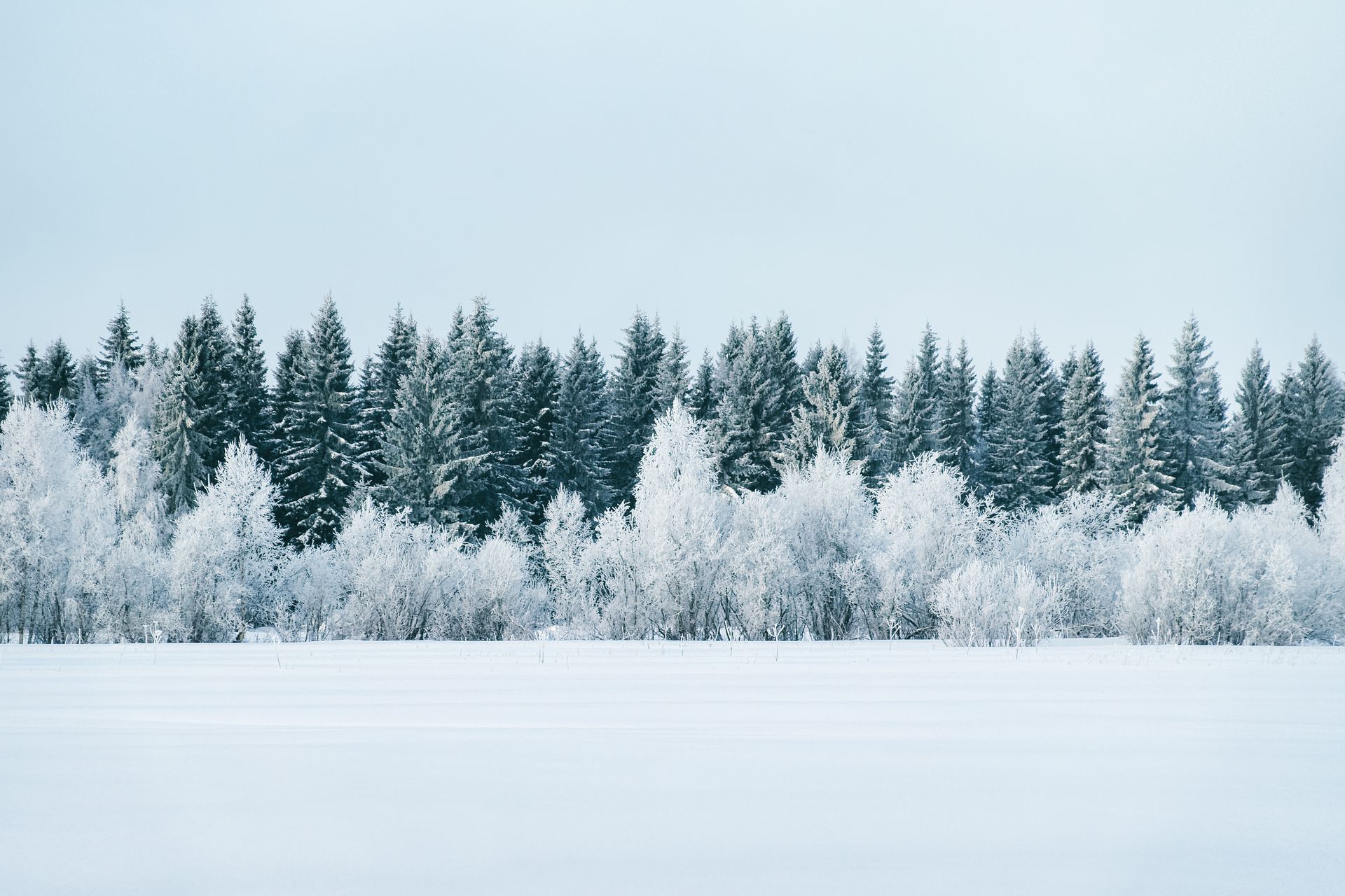 Snowy landscape with frosted trees and a forest against a pale sky.