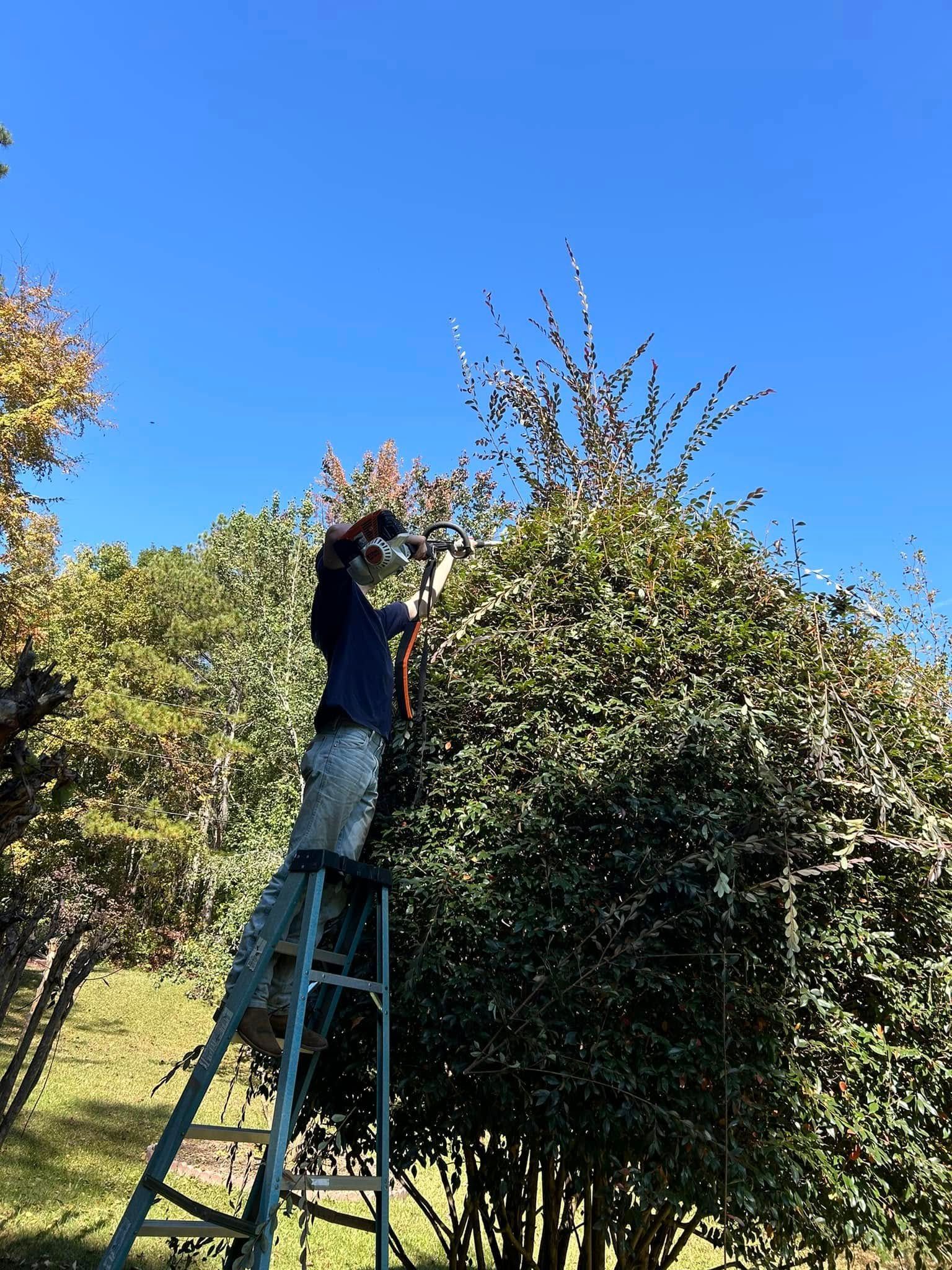 Person on a ladder pruning a large bush under a clear blue sky.