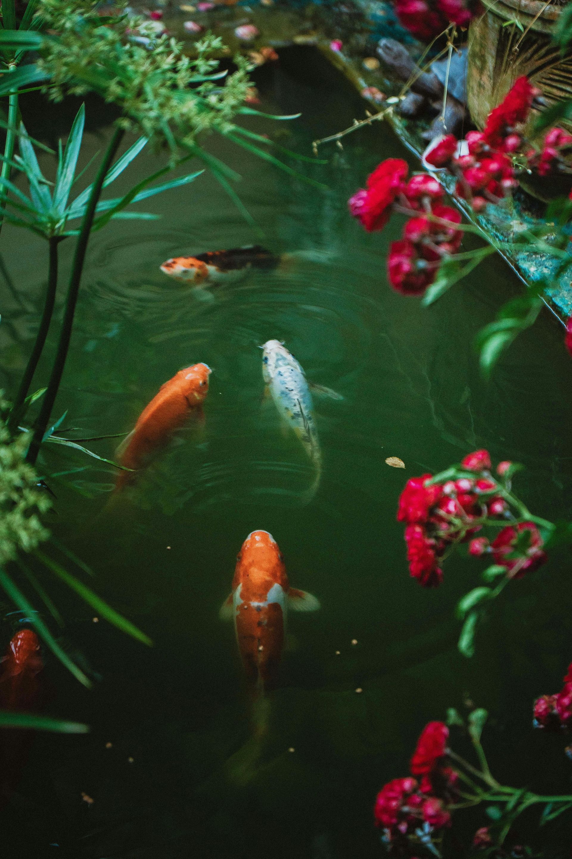 Koi fish swimming in a green pond, surrounded by red flowers and lush green plants.