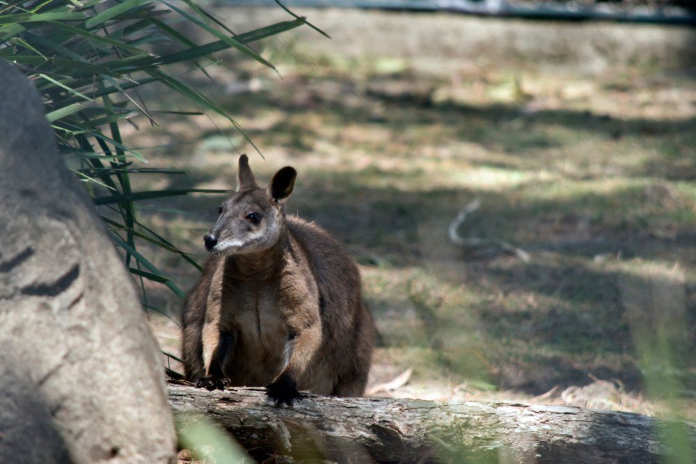 A Rock Wallaby Behind a Log in Proserpine — Whitsunday Drainage Contractors in Airlie Beach, QLD
