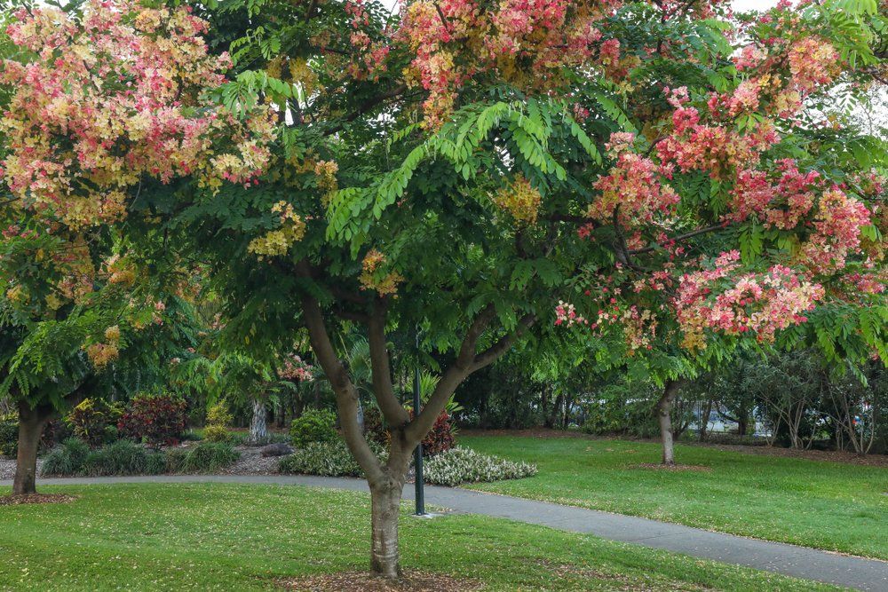Chinese flame tree in Cannonvale — Whitsunday Drainage Contractors in Bowen, QLD