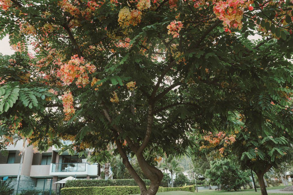 Chinese Flame Tree in Cannonvale, Whitsundays — Whitsunday Drainage Contractors in Airlie Beach, QLD