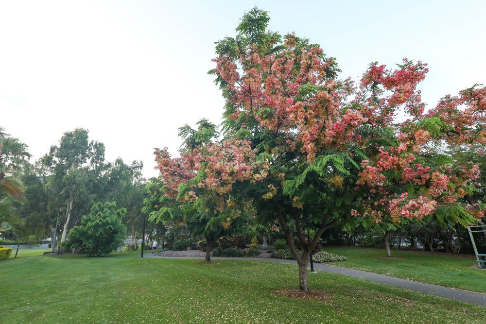 Chinese Flame Tree in Cannonvale, Whitsundays — Whitsunday Drainage Contractors in Airlie Beach, QLD