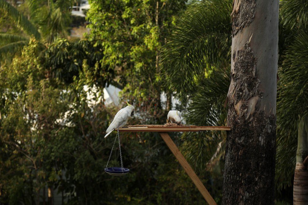 Sulphur Crested Cockatoos Sitting on a Shelf — Whitsunday Drainage Contractors in Airlie Beach, QLD