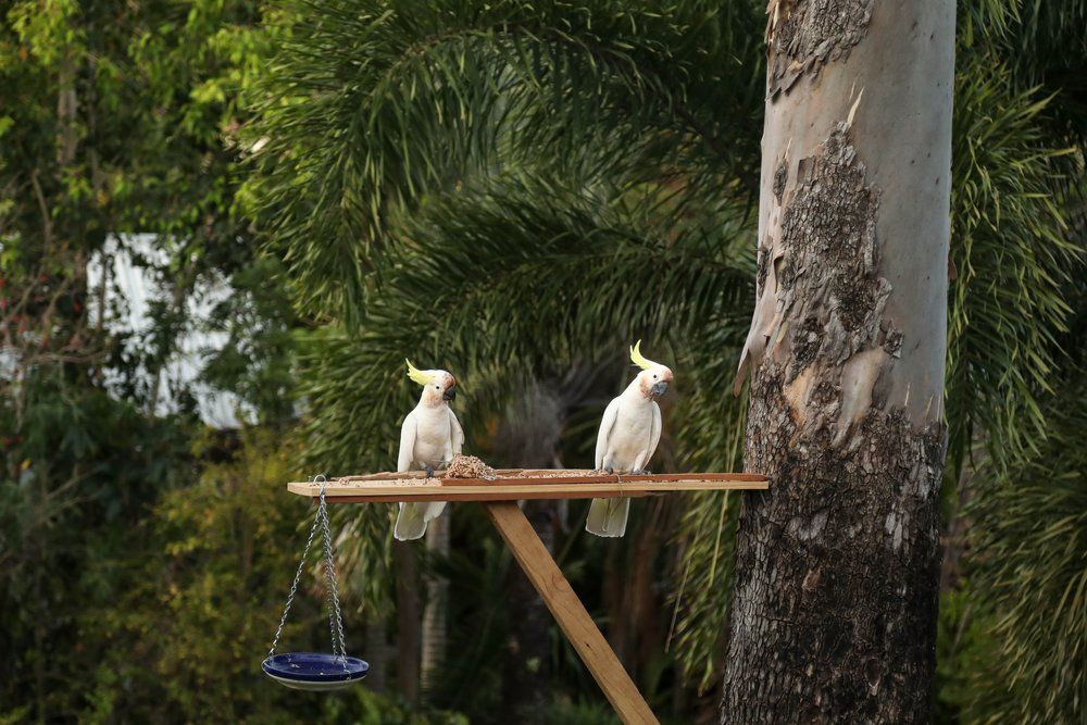 Sulphur Crested Cockatoos Sitting on a Shelf — Whitsunday Drainage Contractors in Airlie Beach, QLD