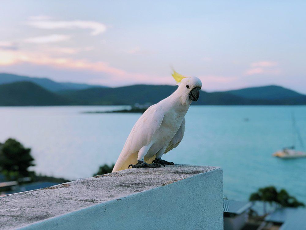 White Cockatoo on Concrete — Whitsunday Drainage Contractors in Airlie Beach, QLD