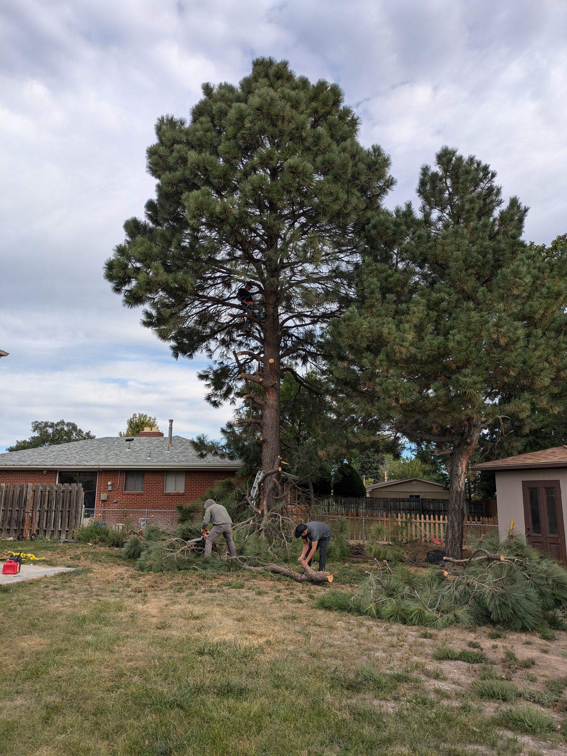 A man is cutting down a large pine tree in a backyard.