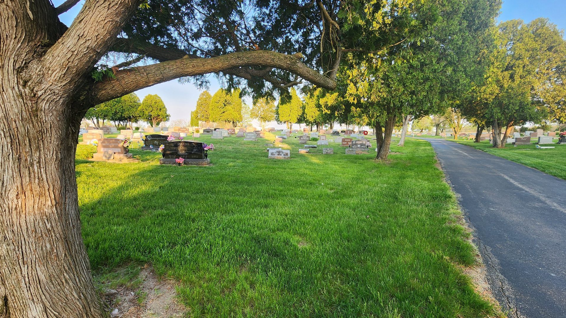 A cemetery with a path going through it and a tree in the foreground.