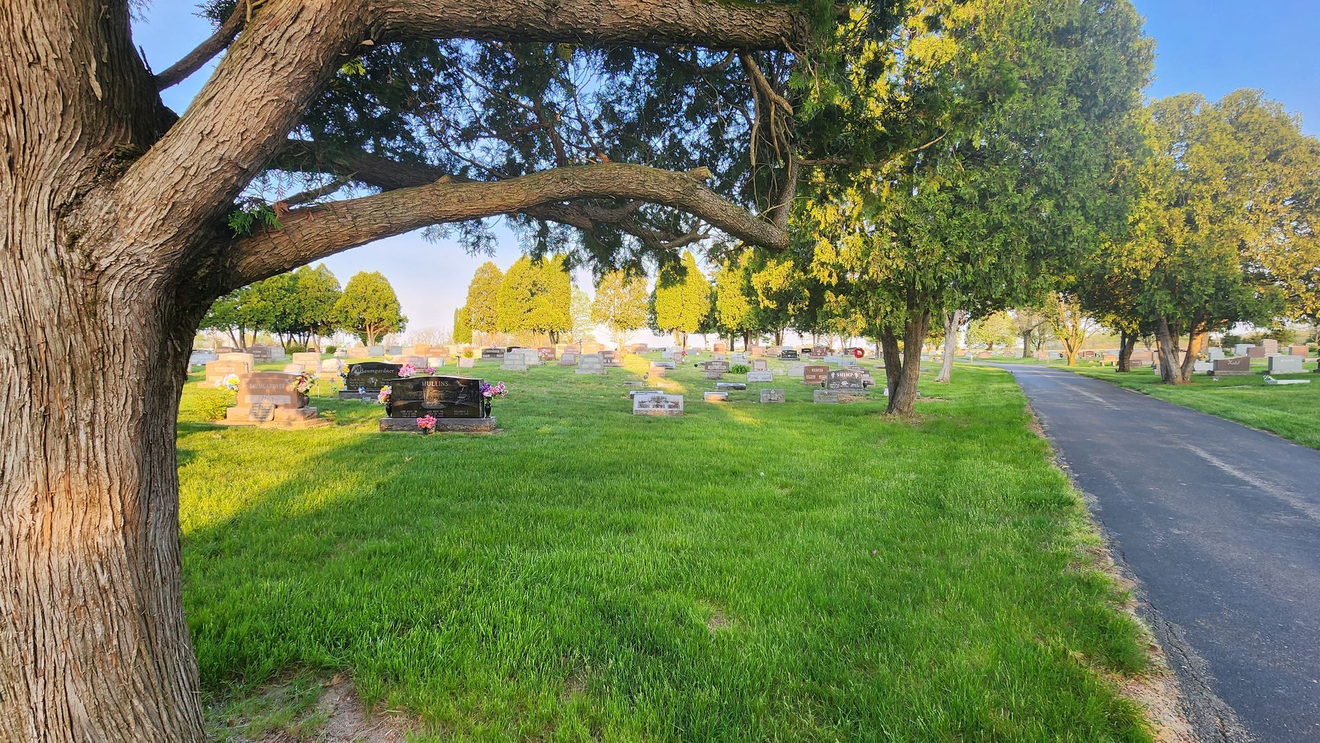 There is a tree in the middle of a cemetery.