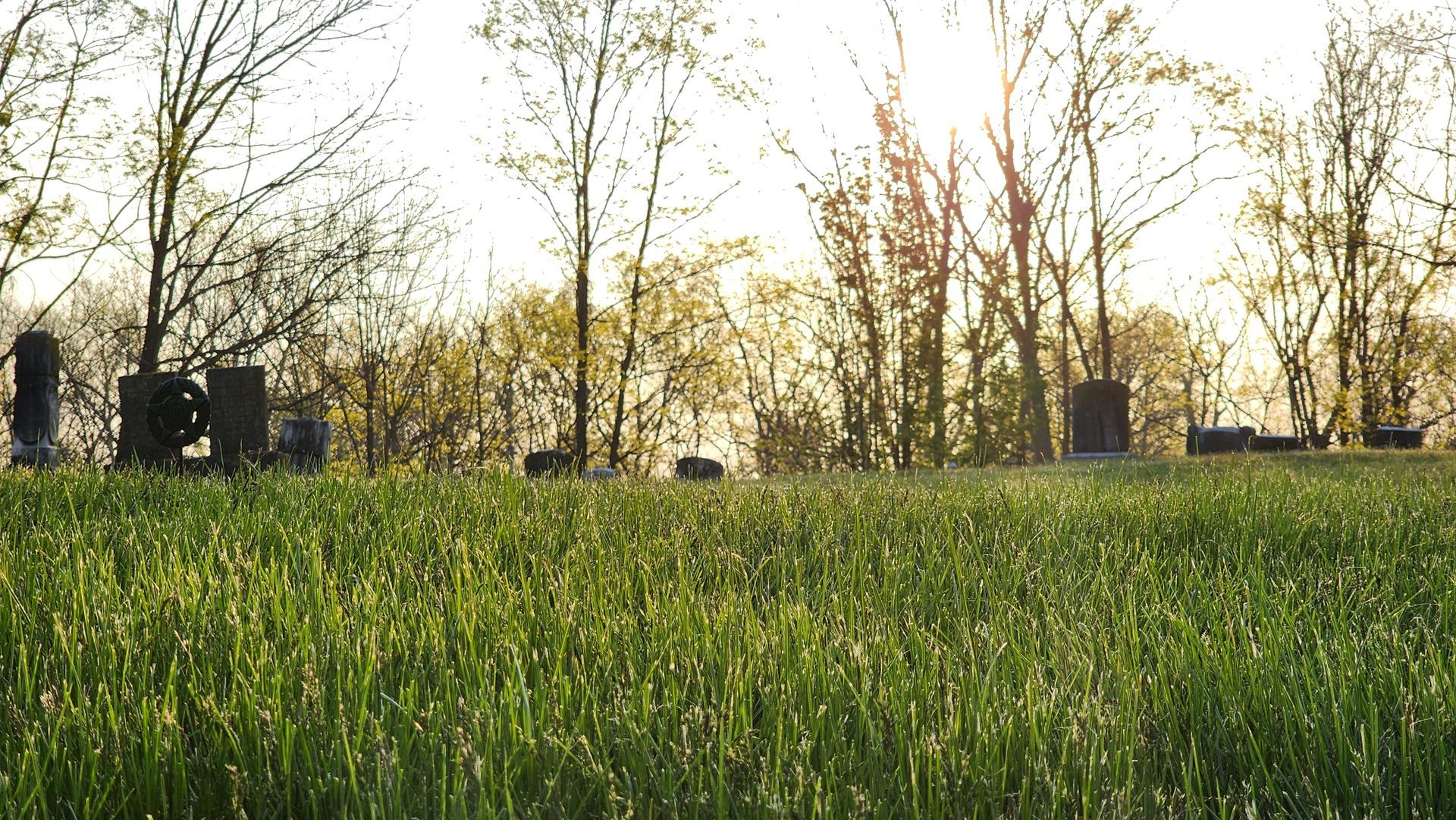 A field of grass with trees in the background and the sun shining through the trees.