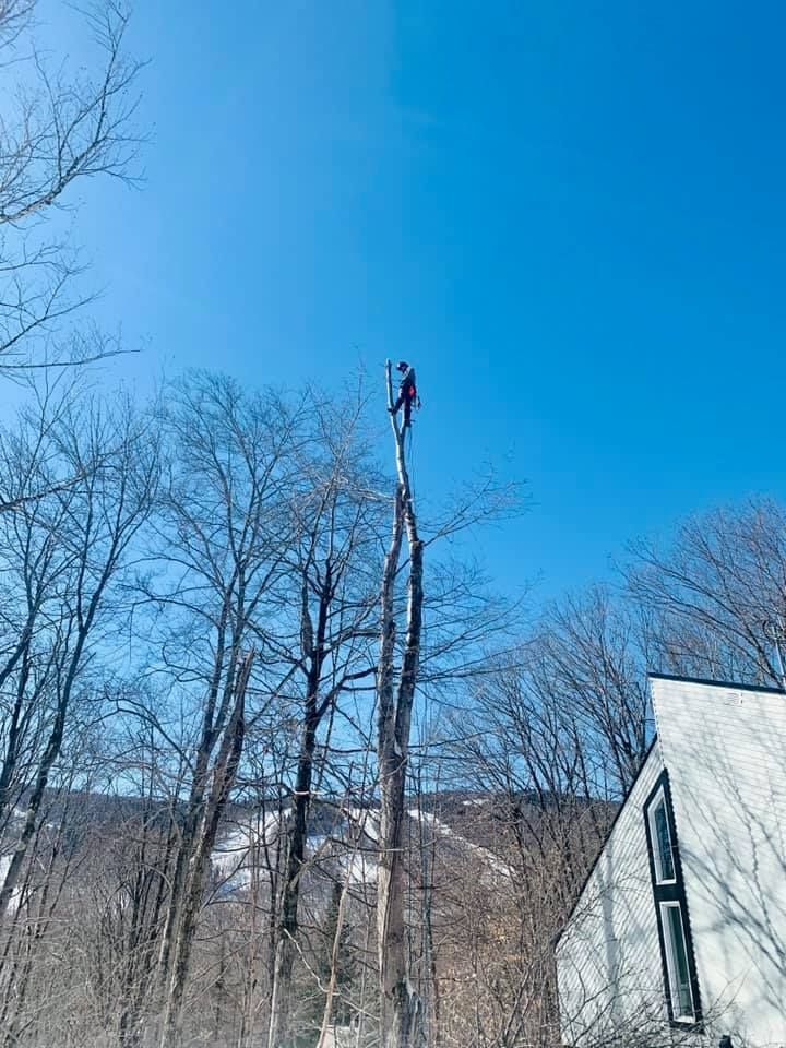 Un homme se tient au sommet d'un arbre.