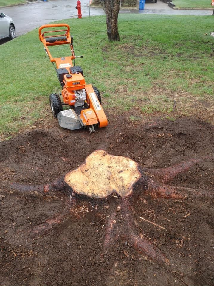 Une dessoucheuse est assise à côté d'une souche d'arbre.