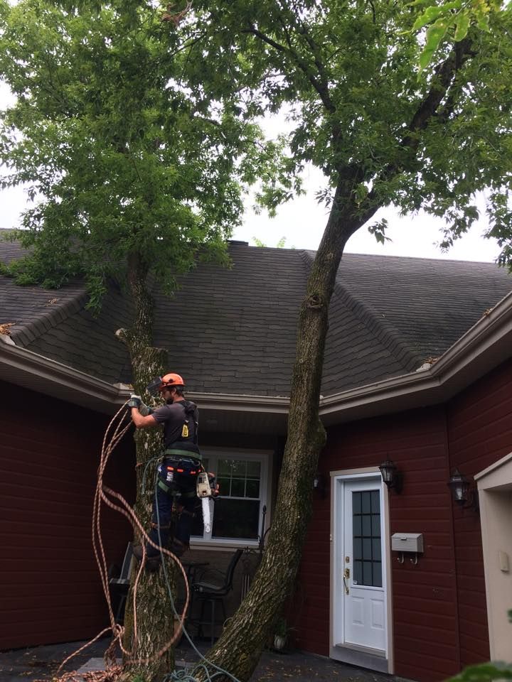 Un homme grimpe à un arbre devant une maison.