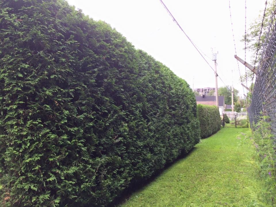 Une grande haie verte est entourée d'herbe et d'une clôture grillagée.