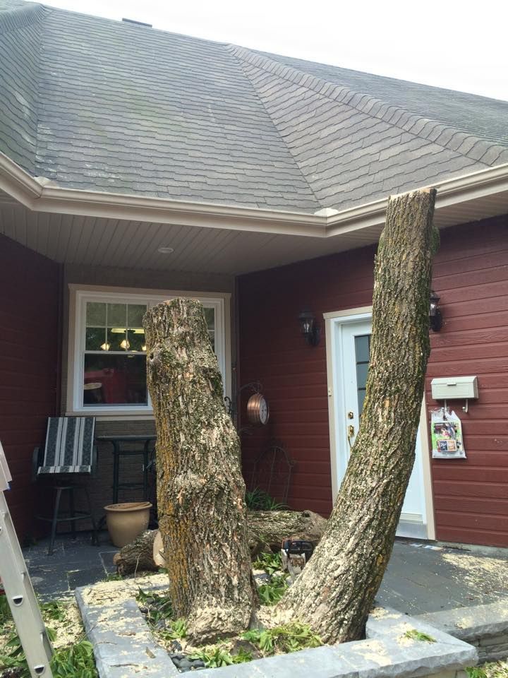 Une maison avec un grand arbre devant