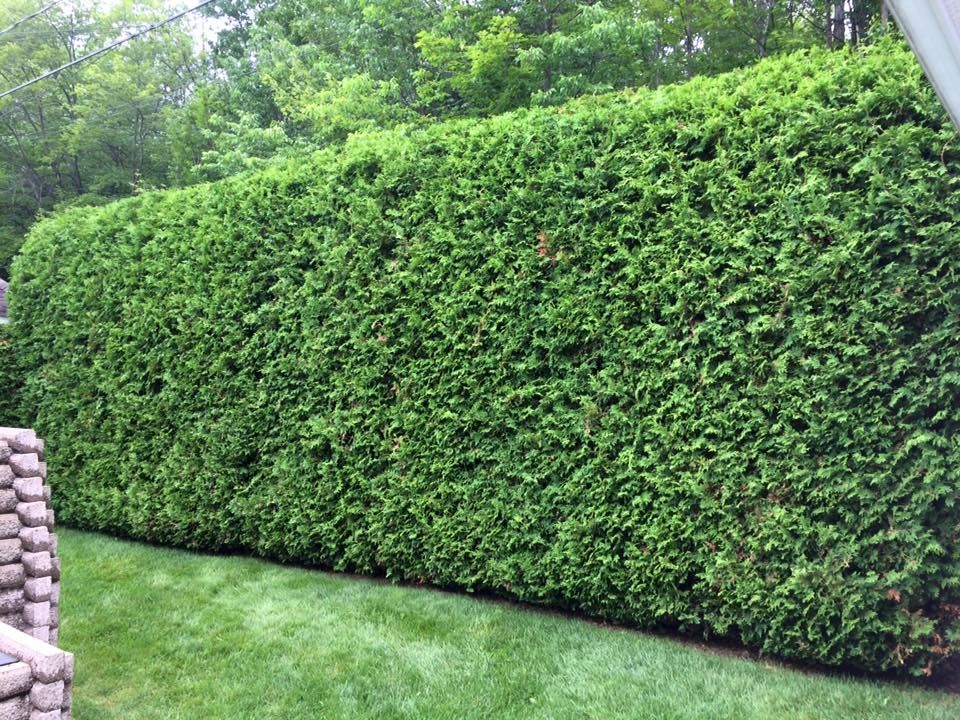 Une grande haie verte entoure une pelouse verte luxuriante.