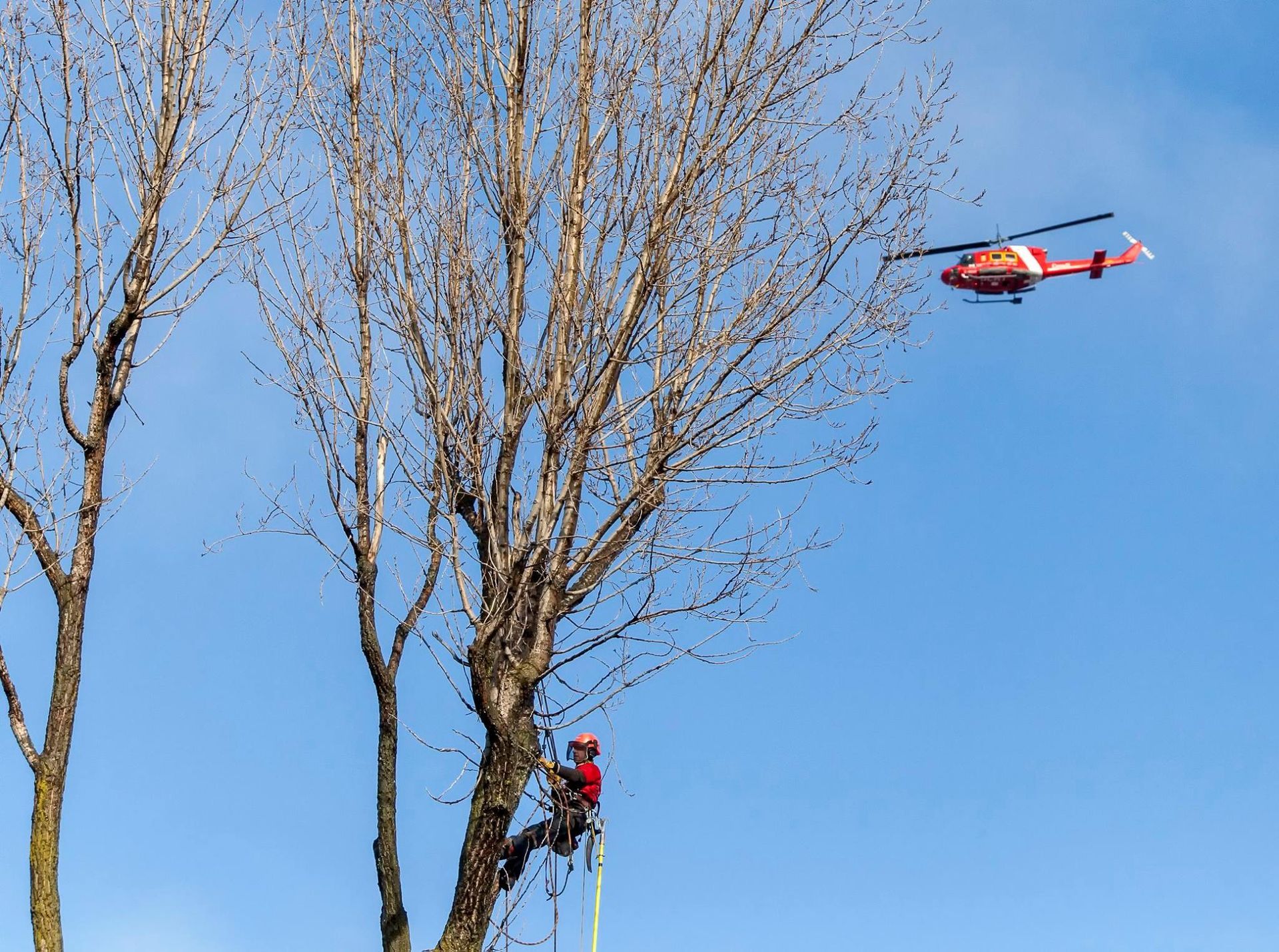 Un hélicoptère survole un groupe d'arbres.