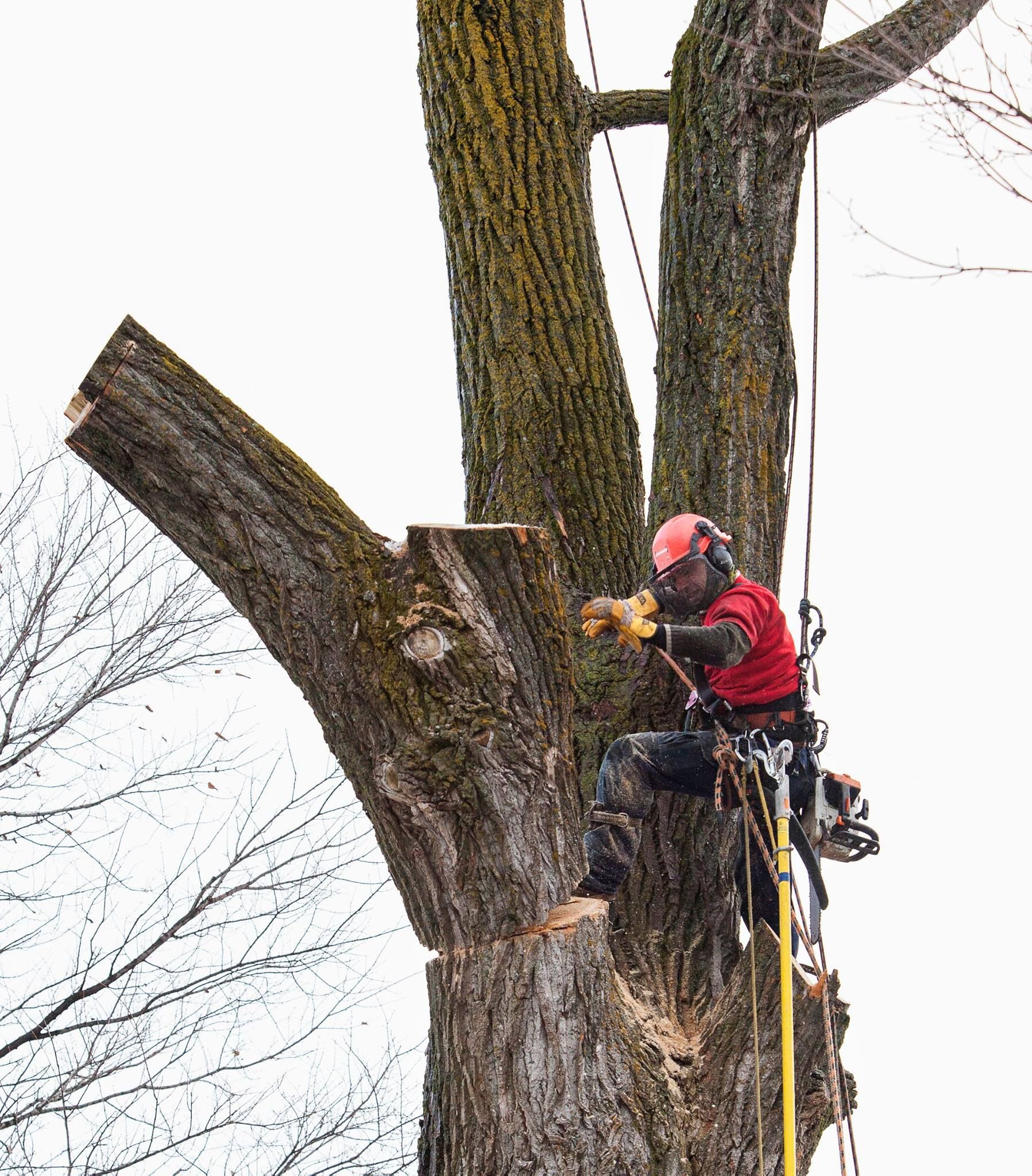 Un homme abat un arbre avec une tronçonneuse.