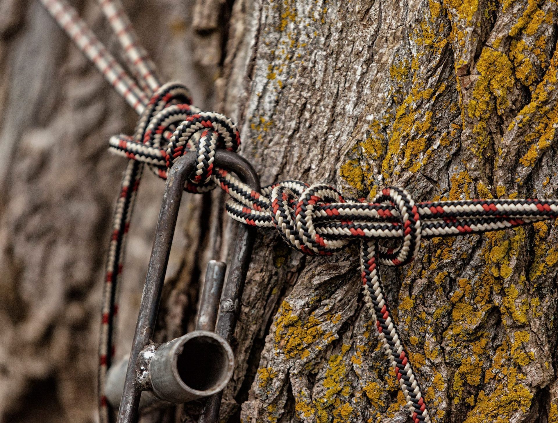 Une corde est attachée à un arbre avec un nœud.