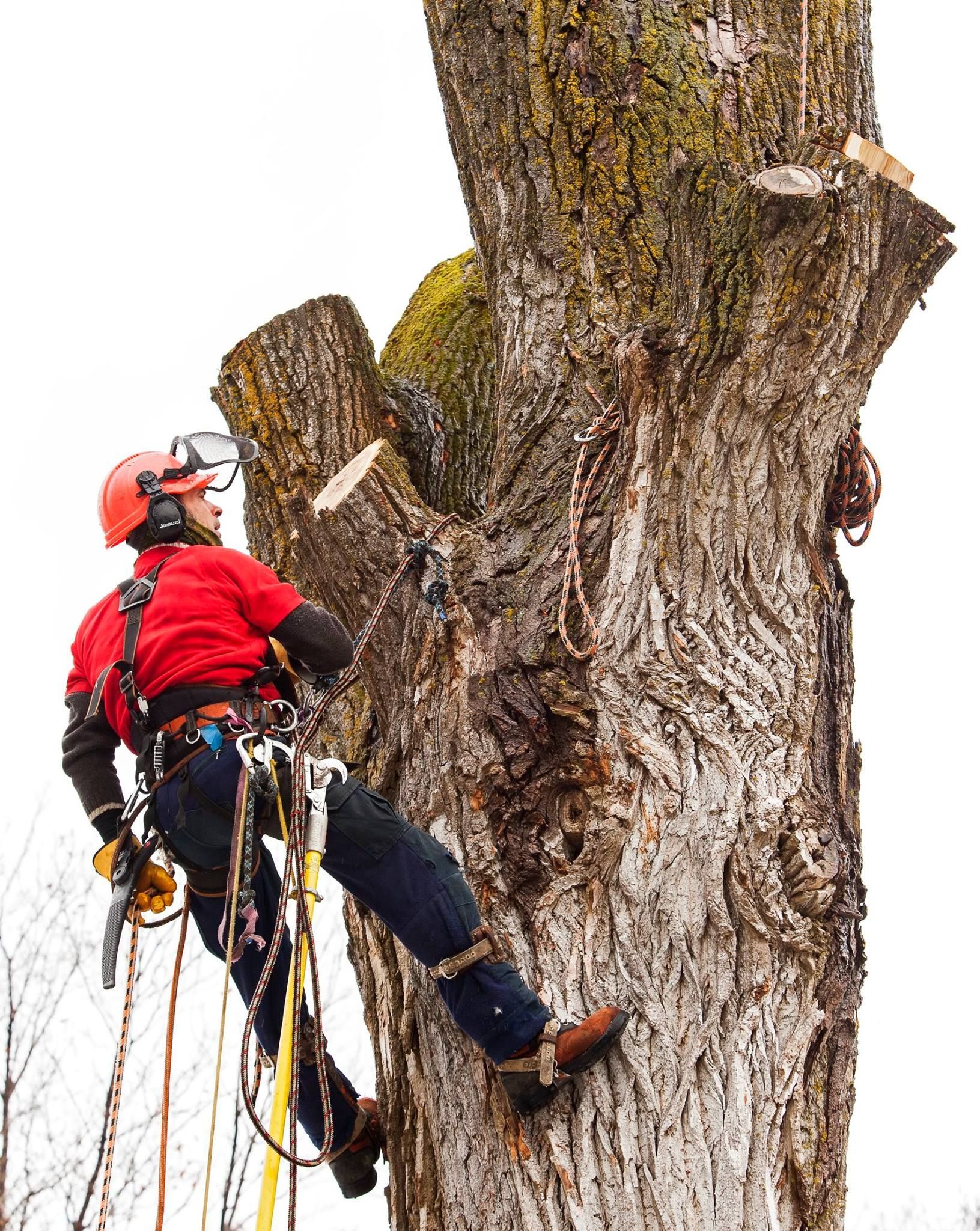 Un homme grimpe à un arbre avec une tronçonneuse.