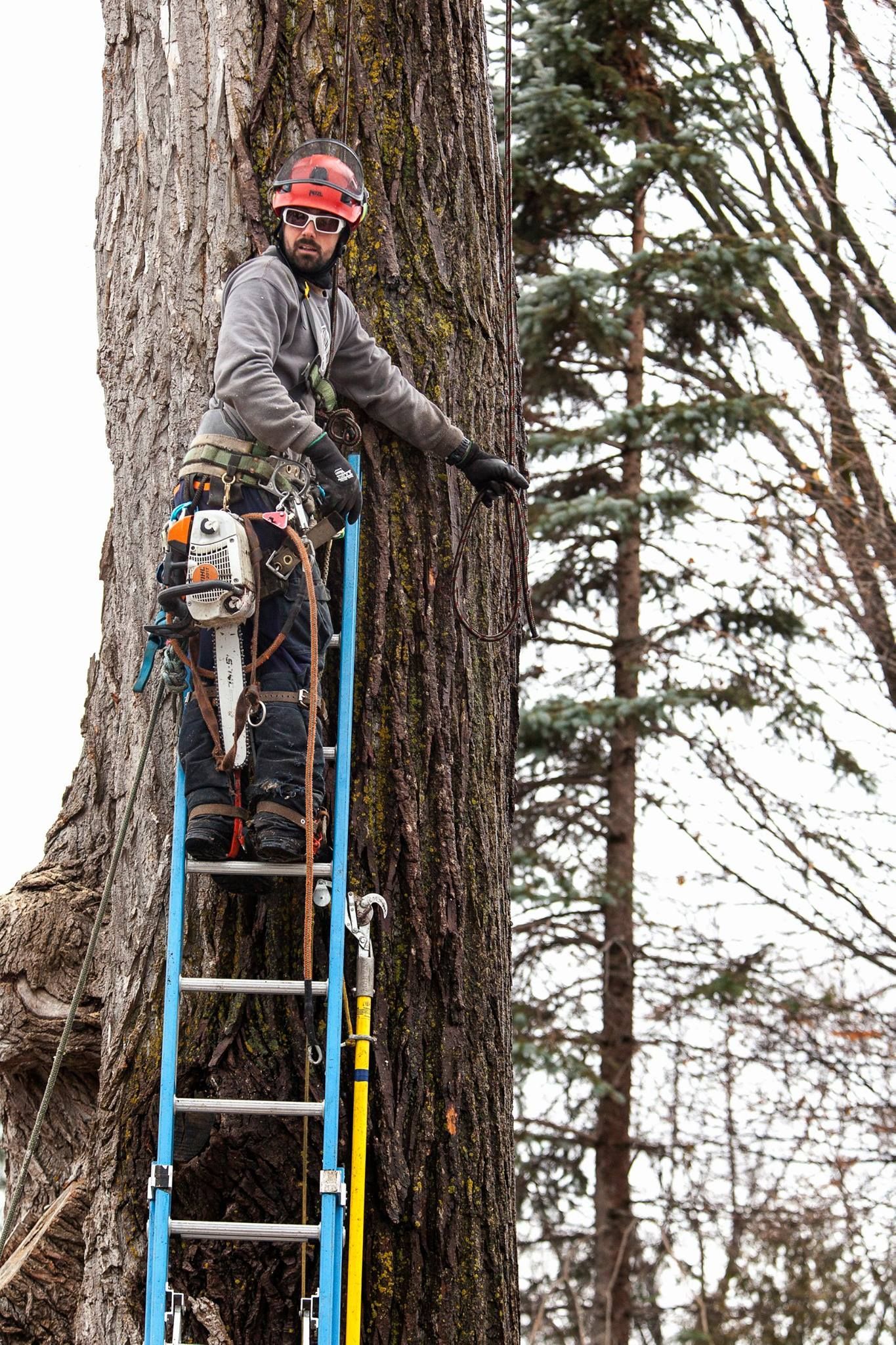 Un homme est debout sur une échelle et coupe un arbre avec une tronçonneuse.