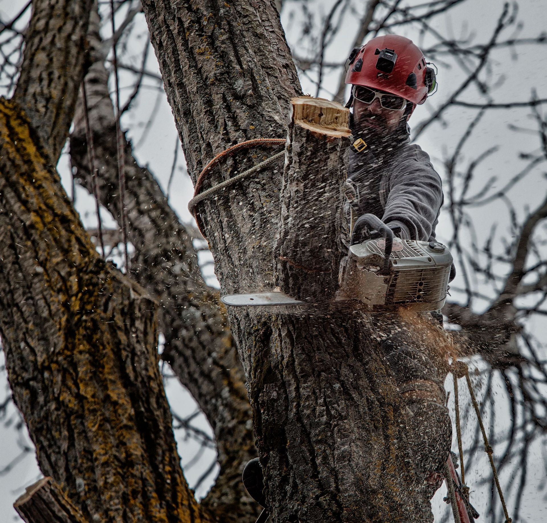 Un homme coupe un arbre avec une tronçonneuse
