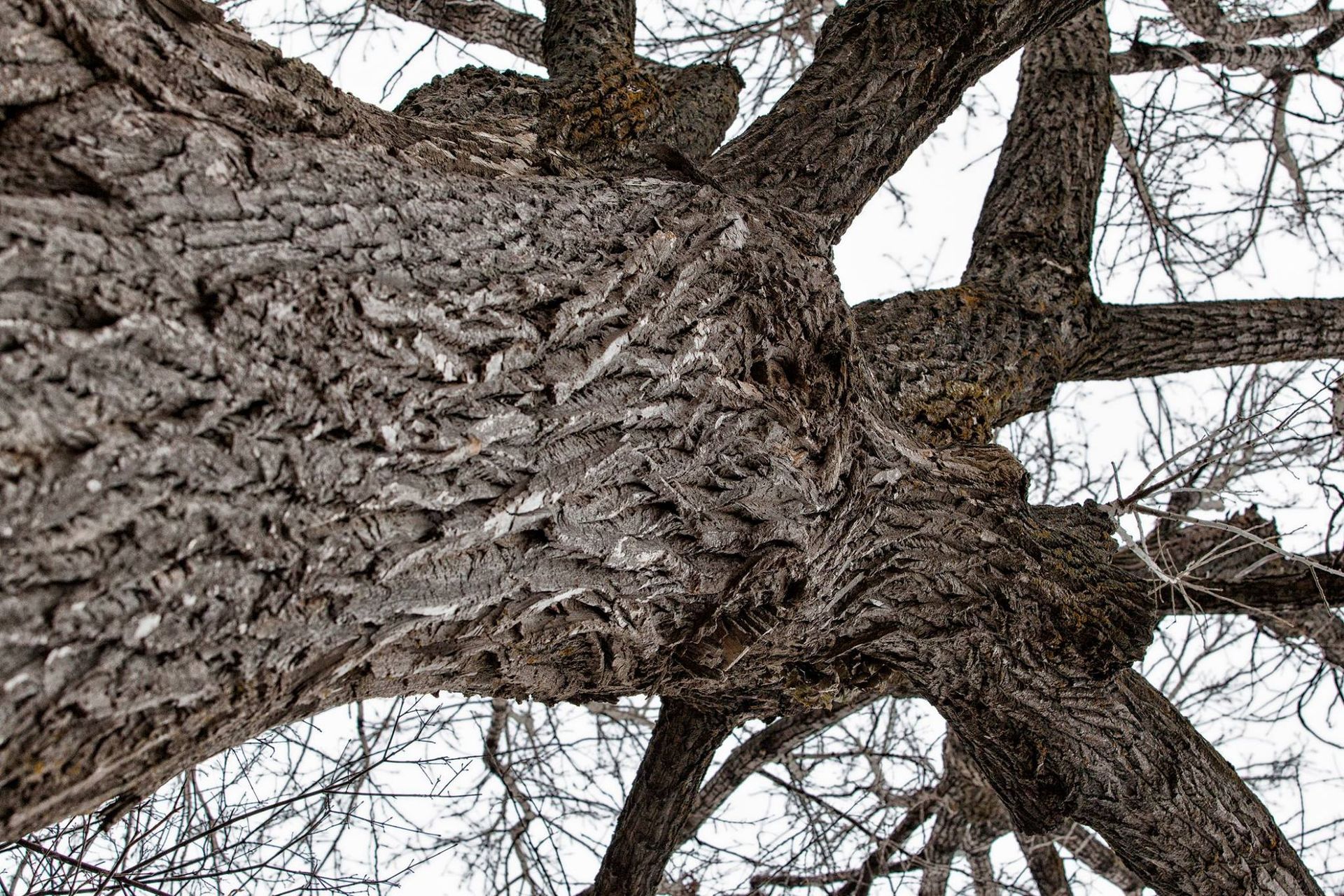 Regardant le tronc d'un arbre avec un fond blanc.