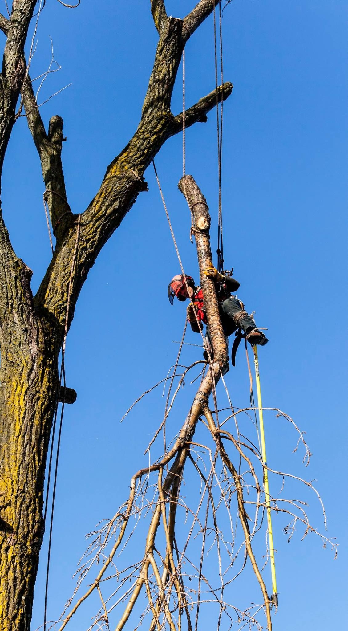 Un homme grimpe à un arbre avec une tronçonneuse.