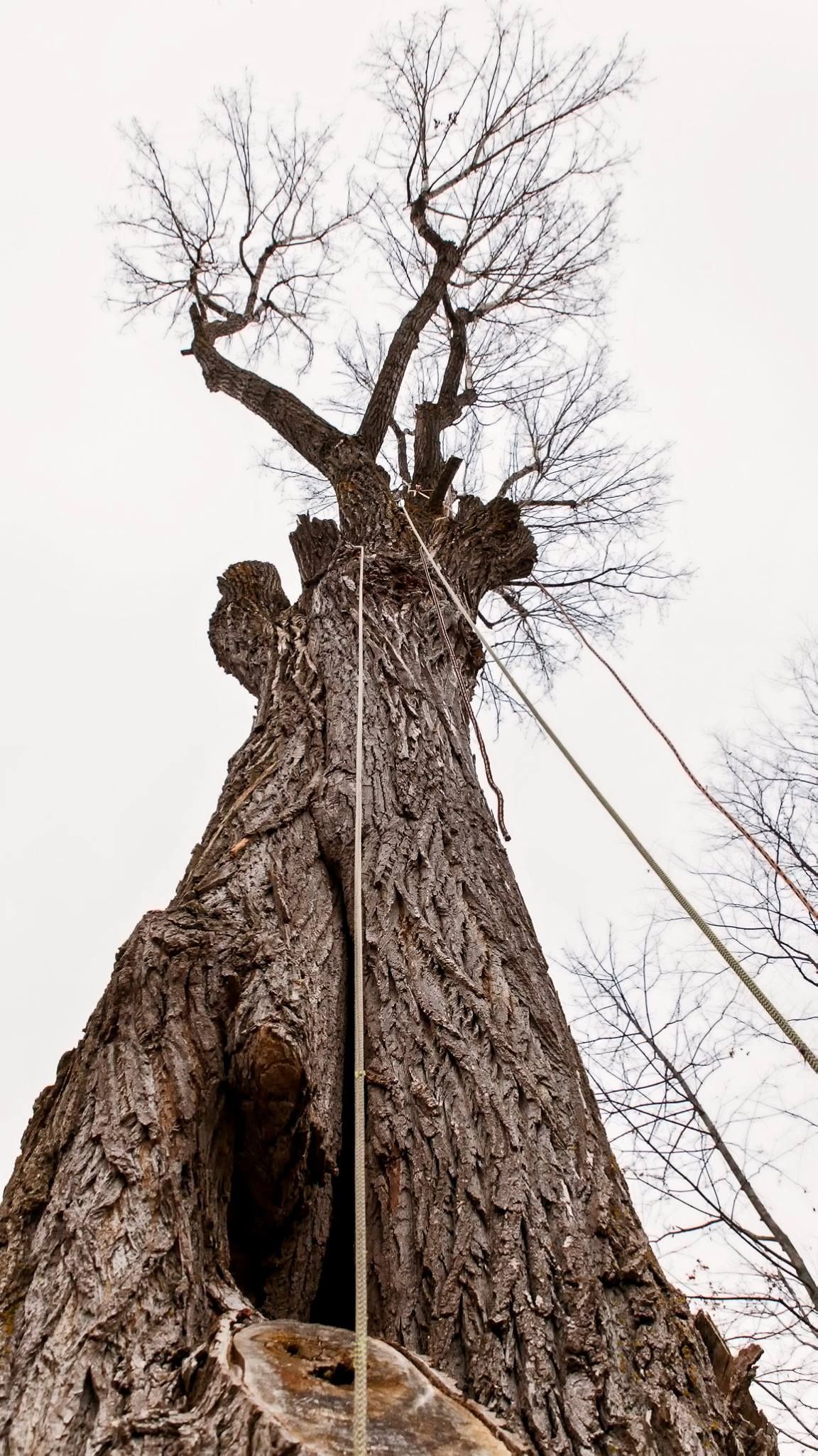Une personne grimpe à un arbre avec une corde attachée.