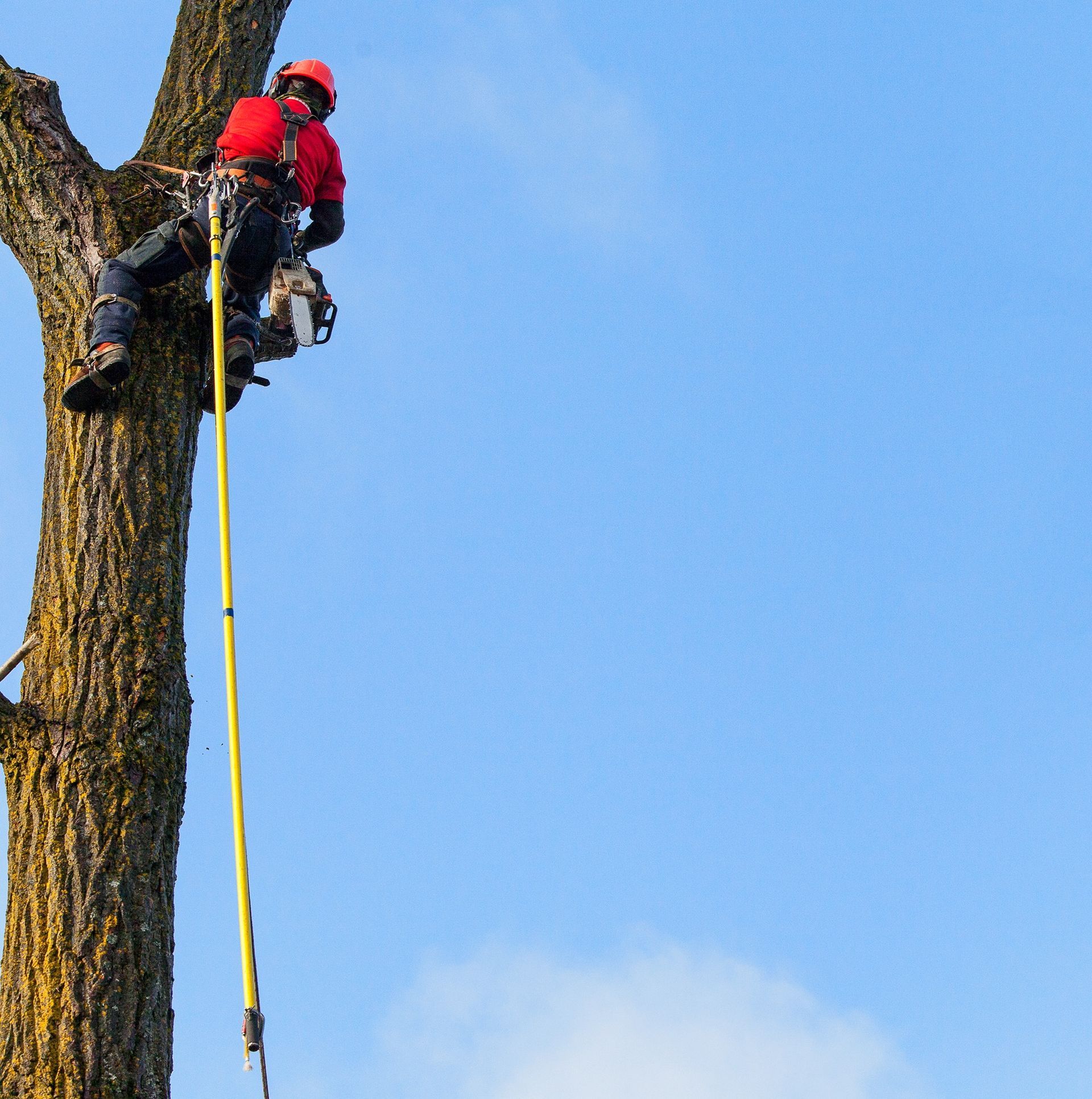 Un homme en chemise rouge grimpe à un arbre