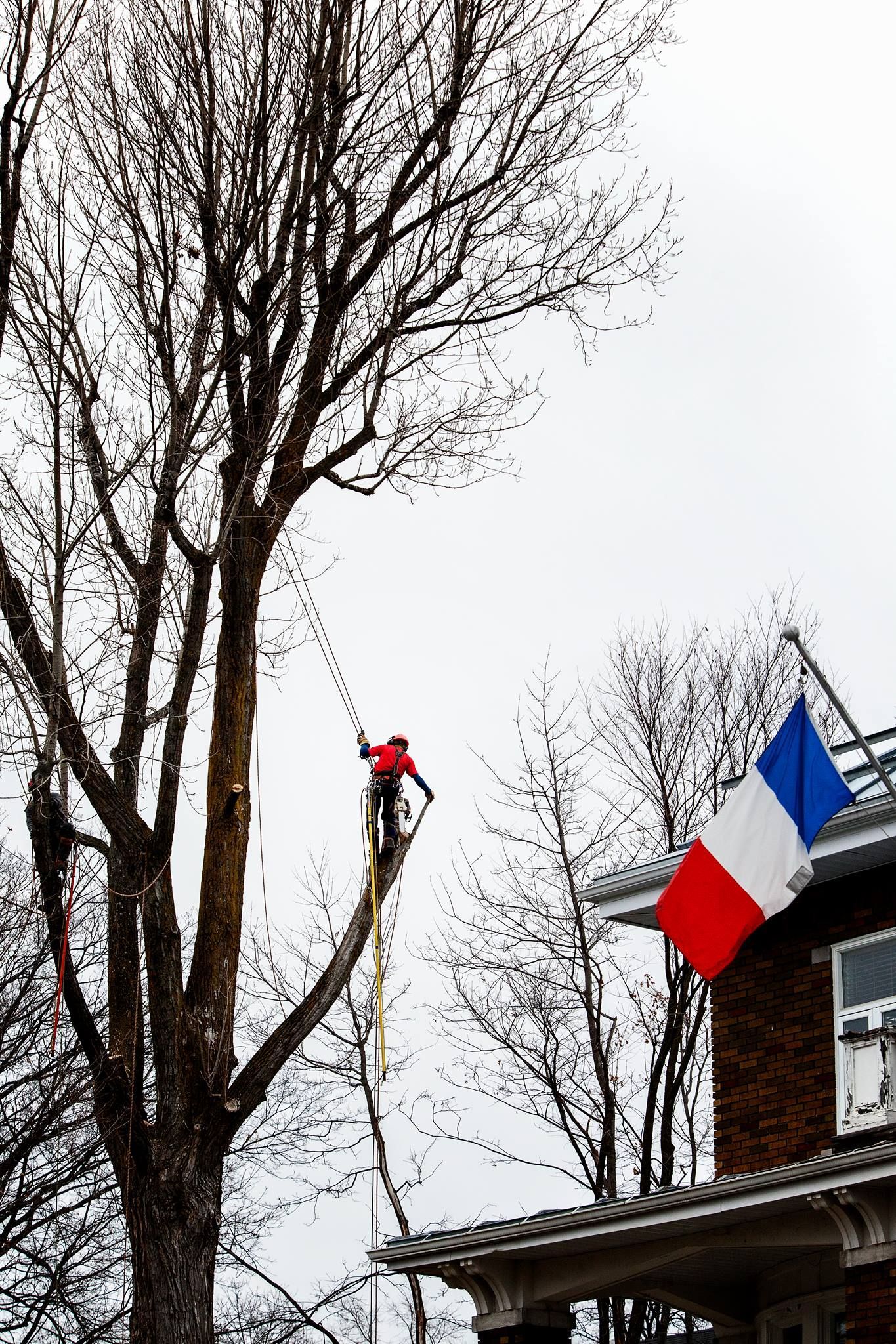 Un homme grimpe à un arbre à côté d'une maison avec un drapeau français accroché.