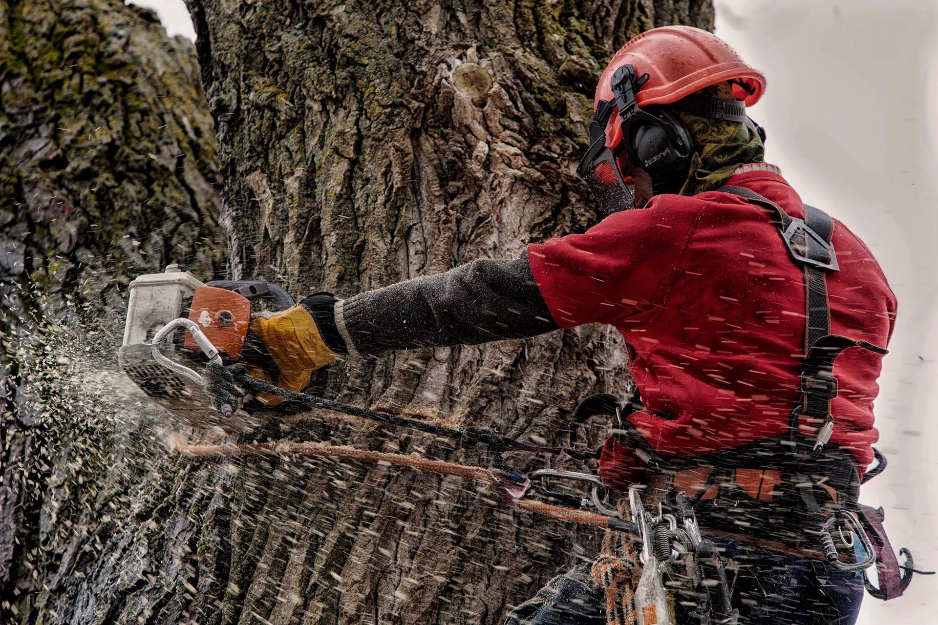 Un homme coupe un arbre avec une tronçonneuse.