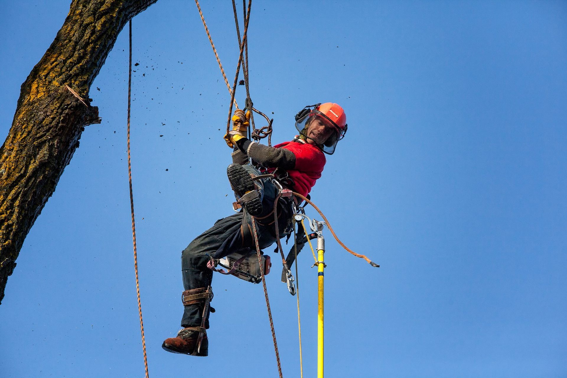 Un homme grimpe à un arbre avec une tronçonneuse.