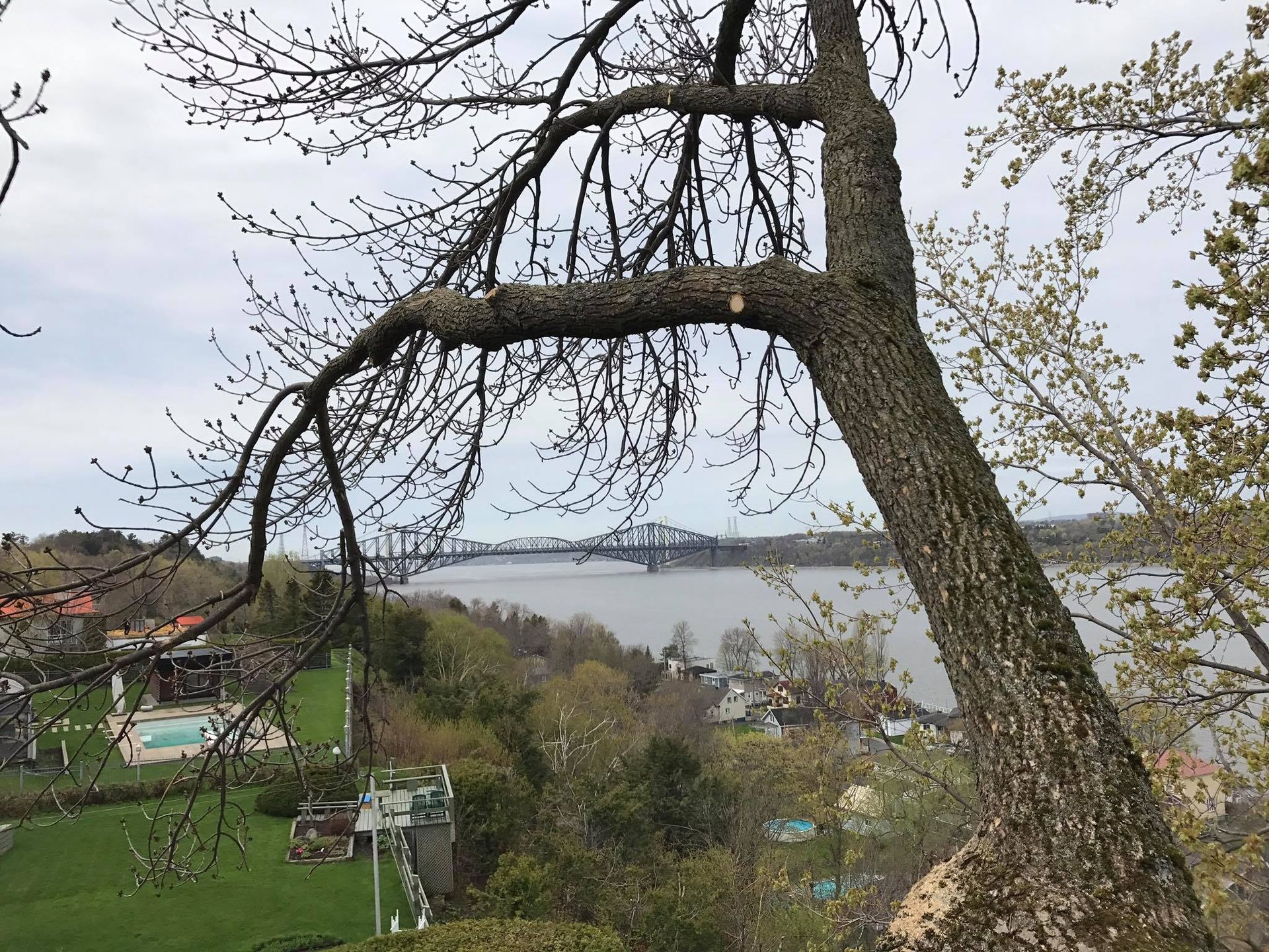 Un arbre avec vue sur une rivière et un pont en arrière-plan