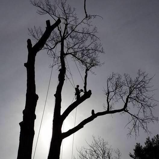 Une silhouette d'une personne grimpant à un arbre
