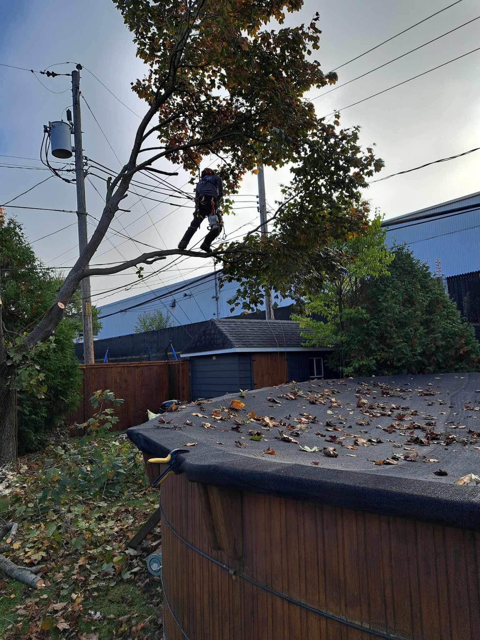 Une personne se tient au sommet d'une clôture en bois à côté d'un arbre.