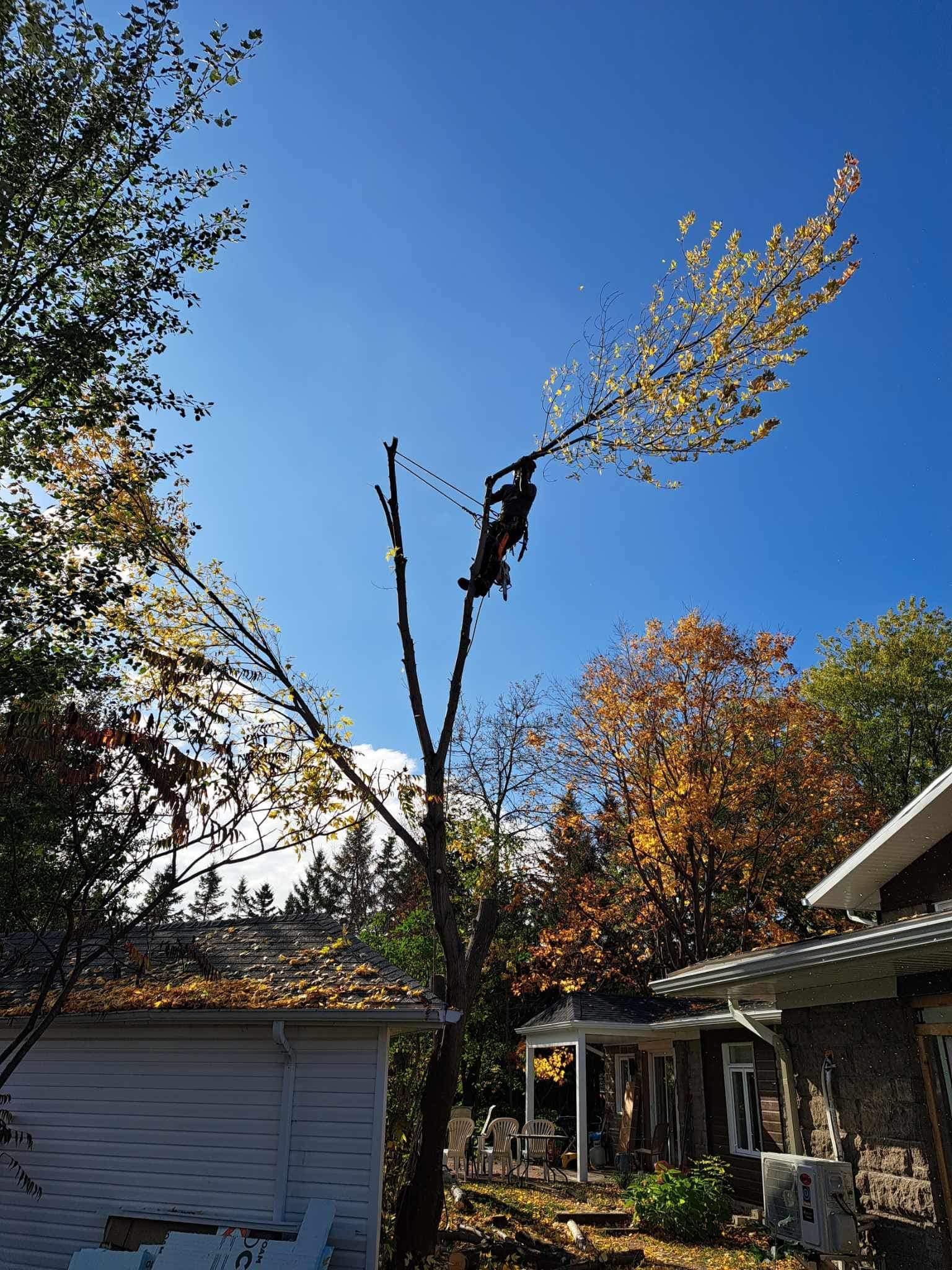 Une personne grimpe à un arbre devant une maison.
