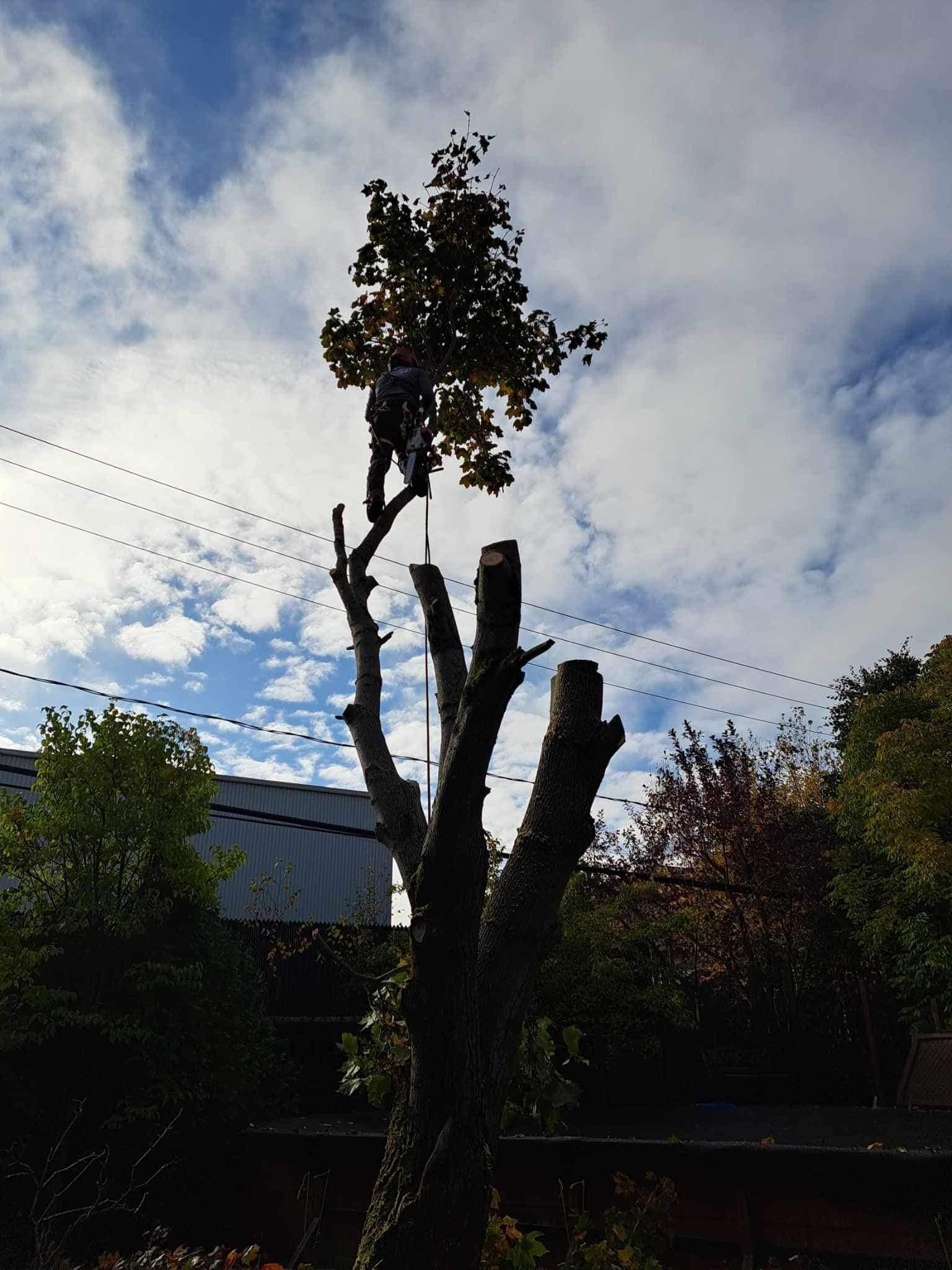 Un homme grimpe à un arbre avec une tronçonneuse