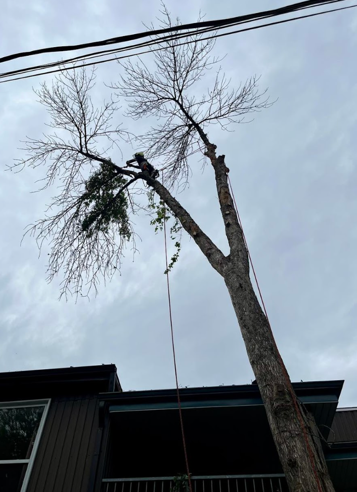 Un homme grimpe à un arbre devant une maison.