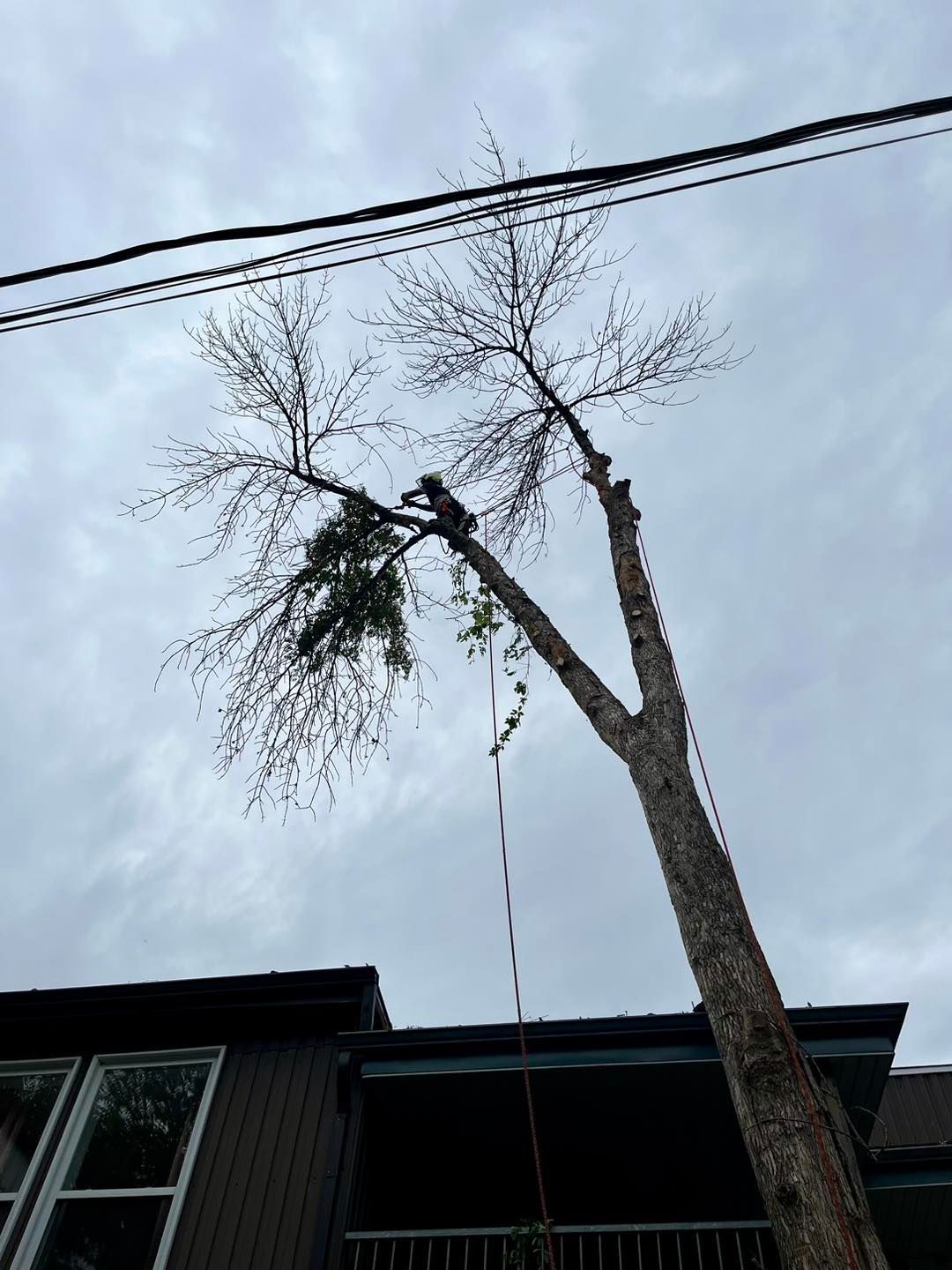 Un arbre est en train d'être abattu devant une maison.