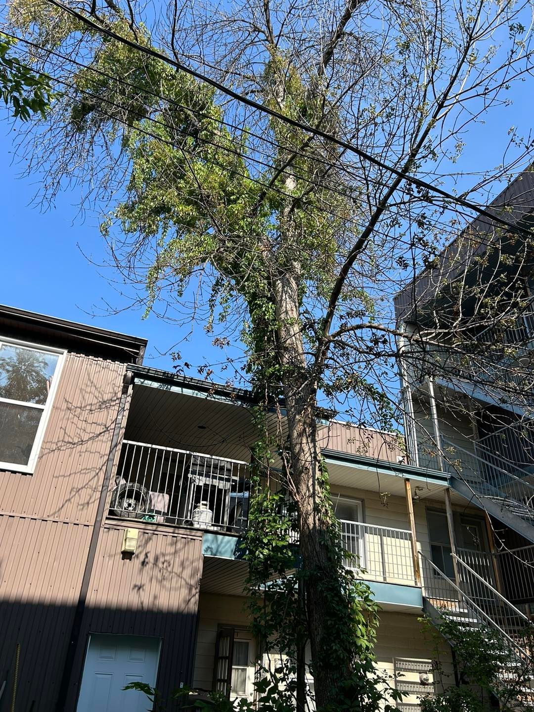 Un grand arbre pousse devant un bâtiment.