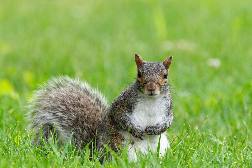 Gray squirrel standing in green grass, looking forward.
