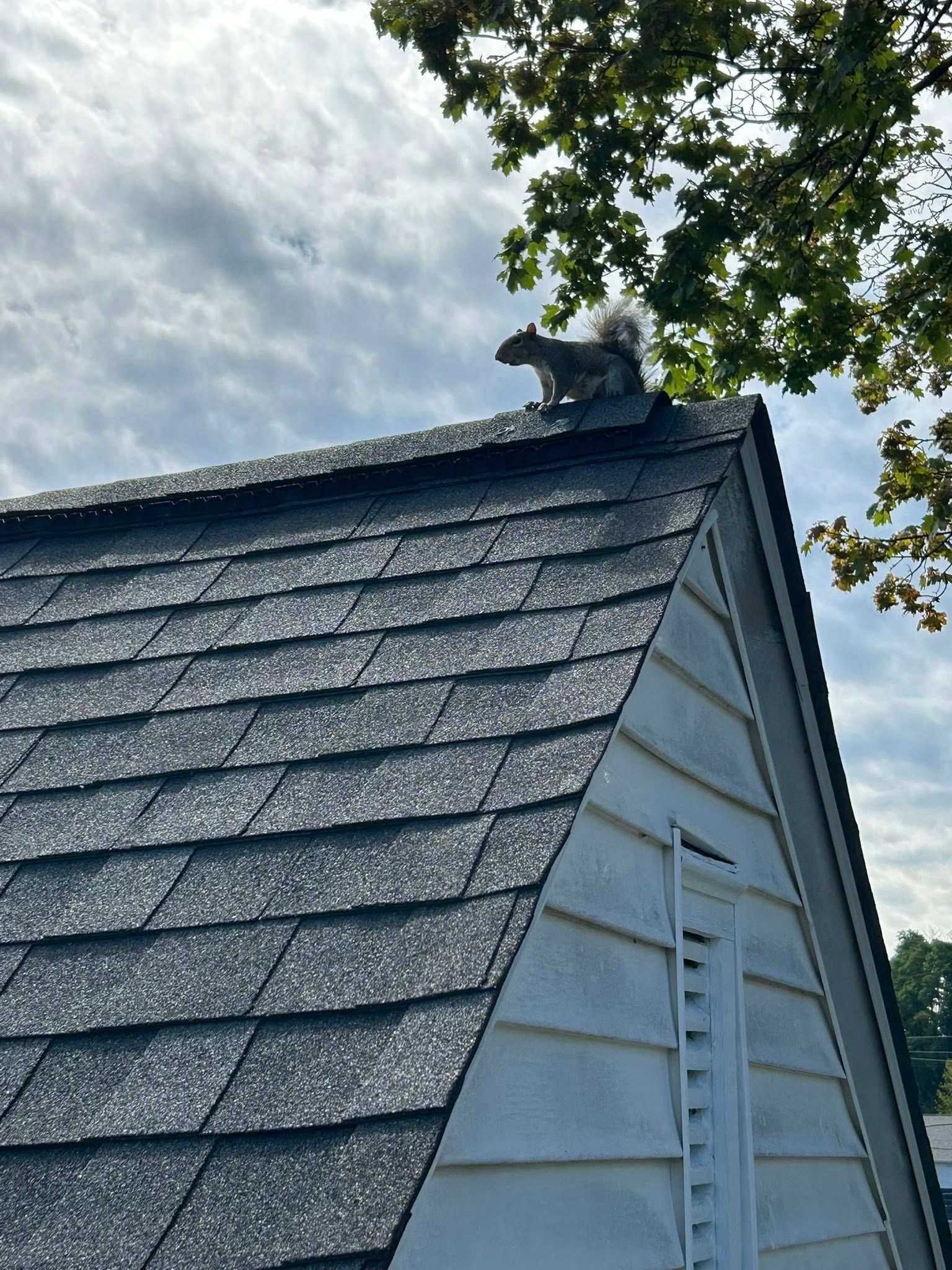 Squirrel on the peaked roof of a white building under a cloudy sky.