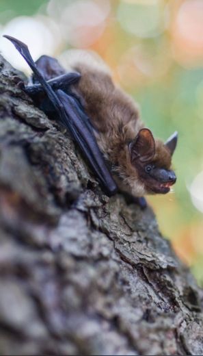 Brown bat clinging to the rough bark of a tree, wings partially extended, blurred natural background.
