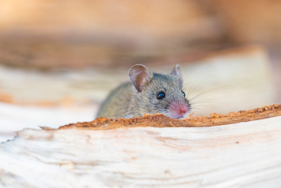 FUMIPLUS - Control especializado:
Chinches, arañas y roedores