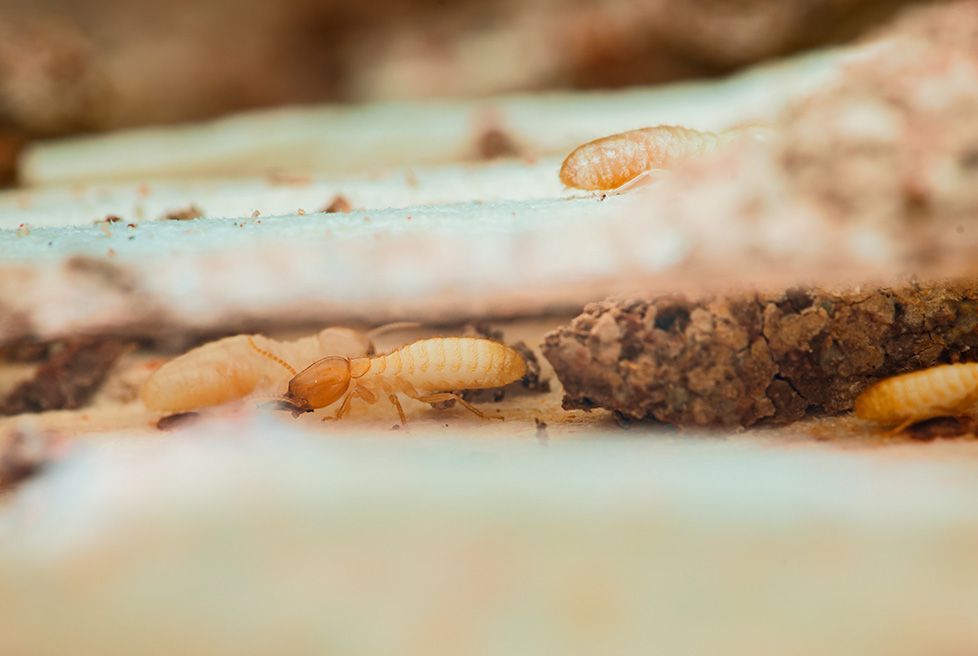 FUMIPLUS - moscas, mosquitos y termitas